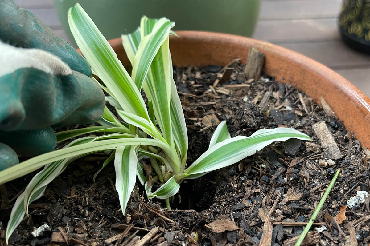 Placing a spider plant plantlet into a pot.