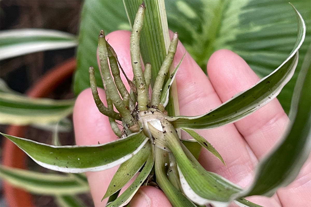 Spider plant 'plantlet' with established roots.