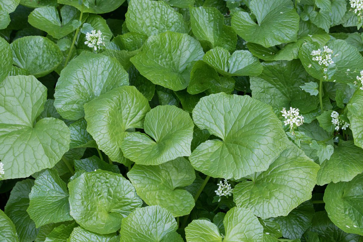 Potential health benefits of wasabi
