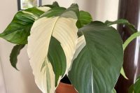 Houseplant Rescue: How to Revive a Neglected Houseplant