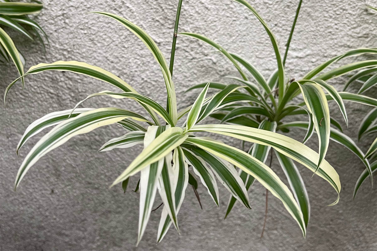 Spider plant plantlets