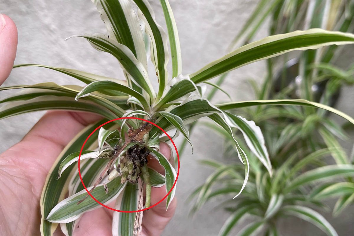 Spider plant roots