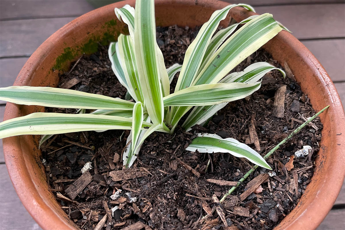 Freshly potted spider plantlett