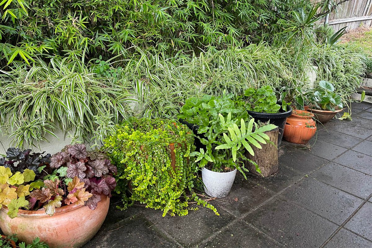 Large collection of spider plants