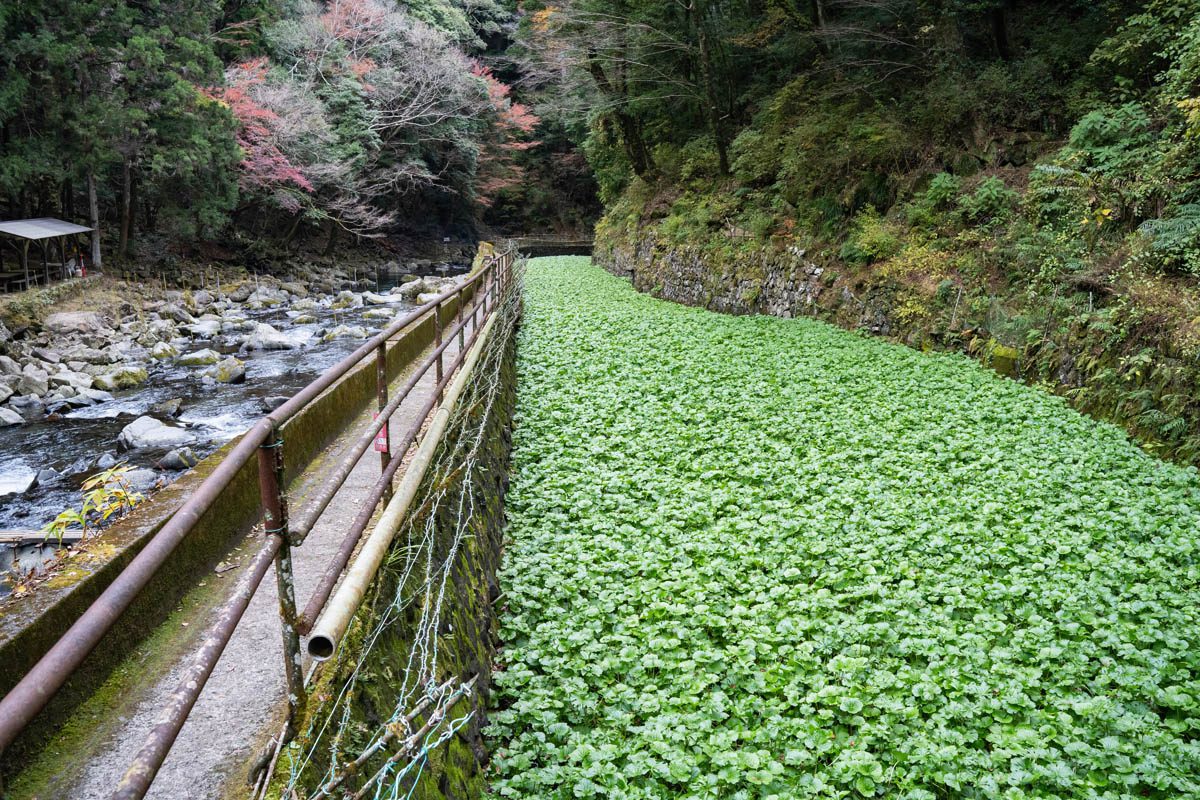 Wasabi growing in Japan