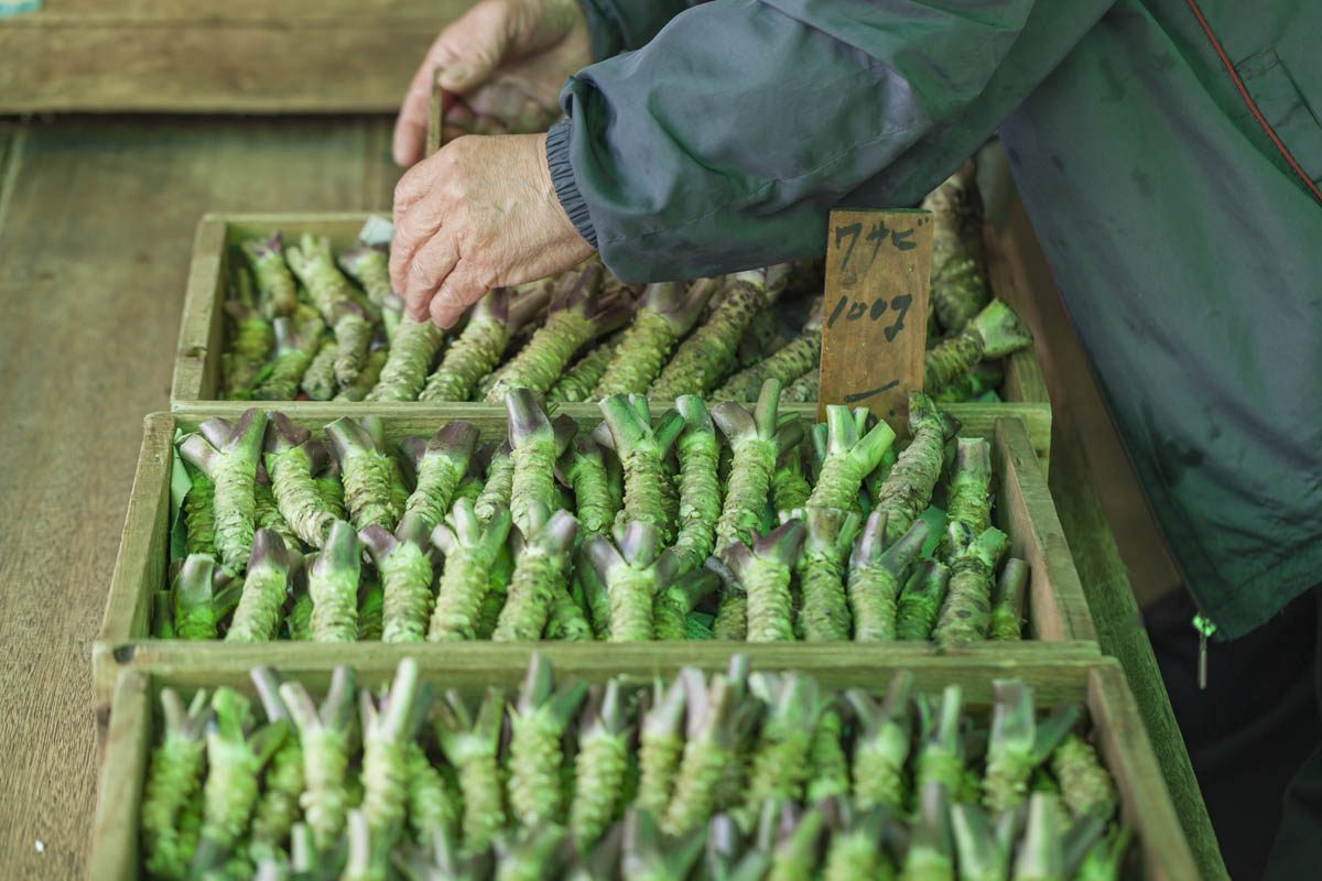 Wasabi rhizomes