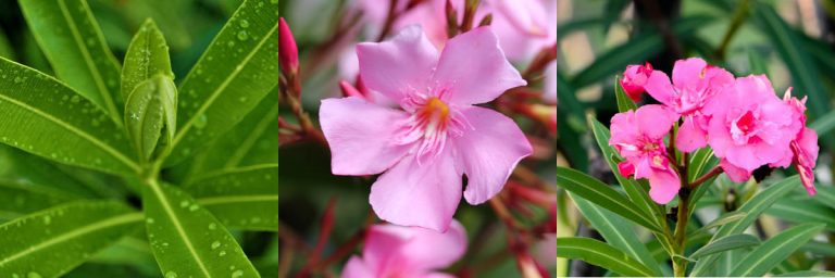 The Toxic Properties of Oleander: Understanding the Dangers - Botany-World