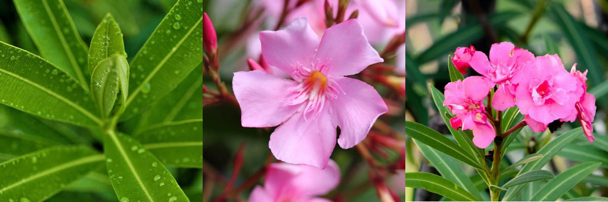 What does oleander look like?