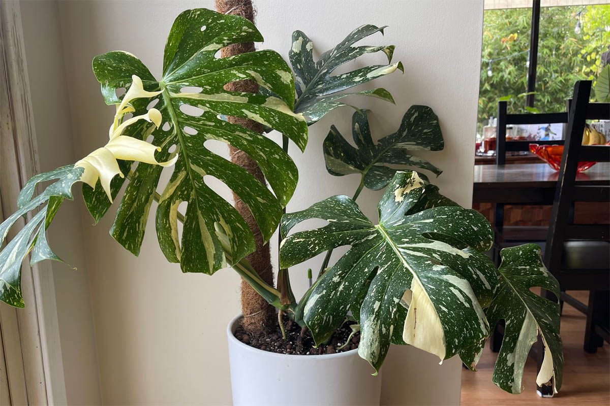 What is a houseplant?