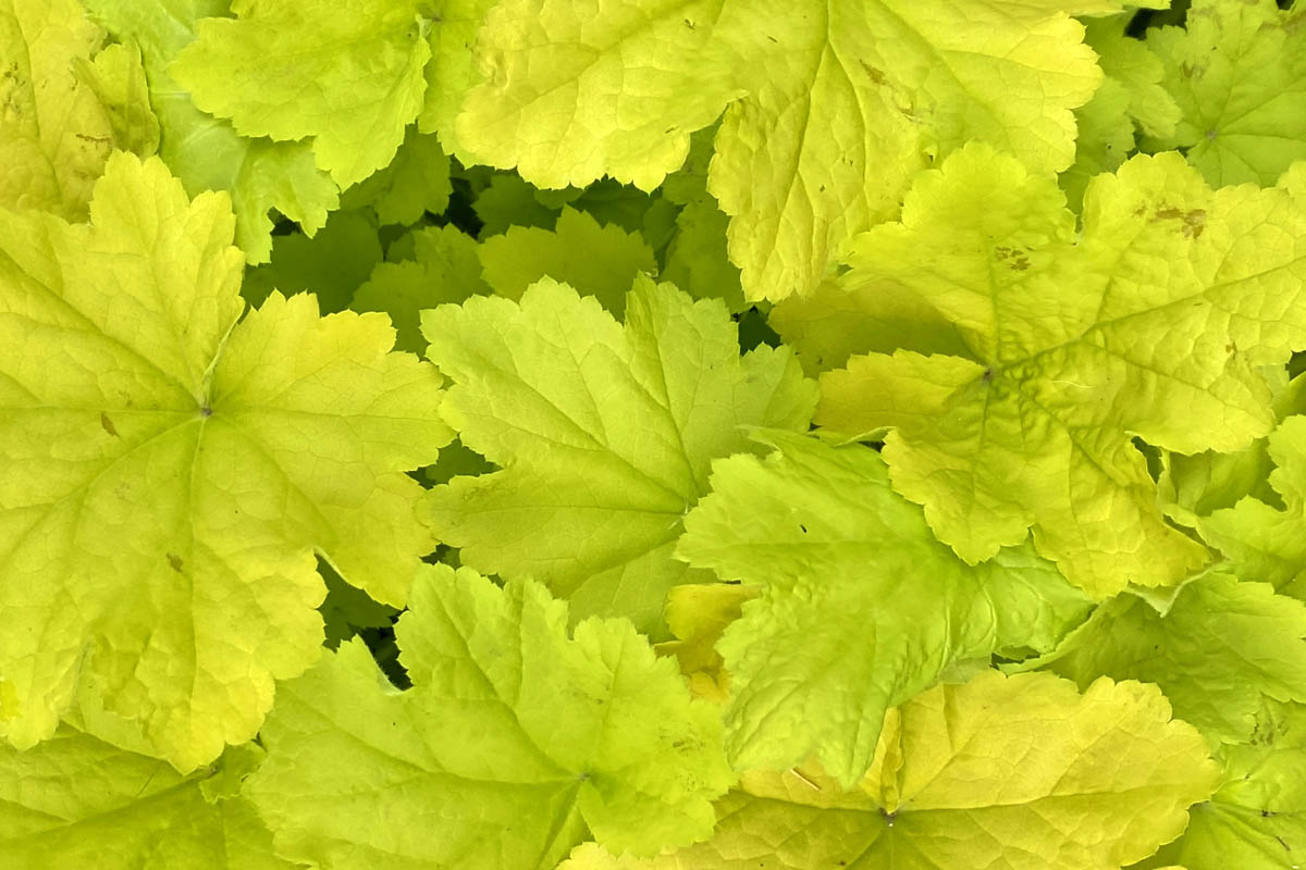 What is Heuchera?