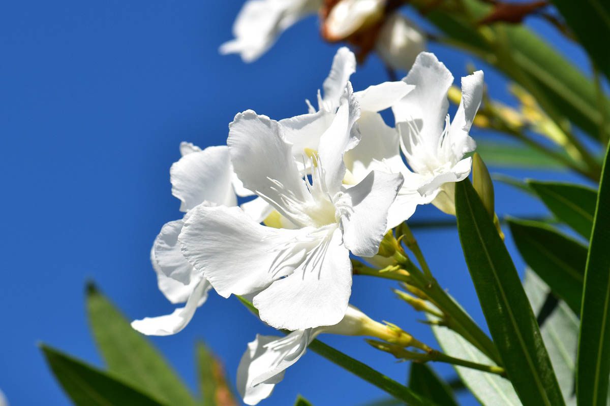 What is oleander?