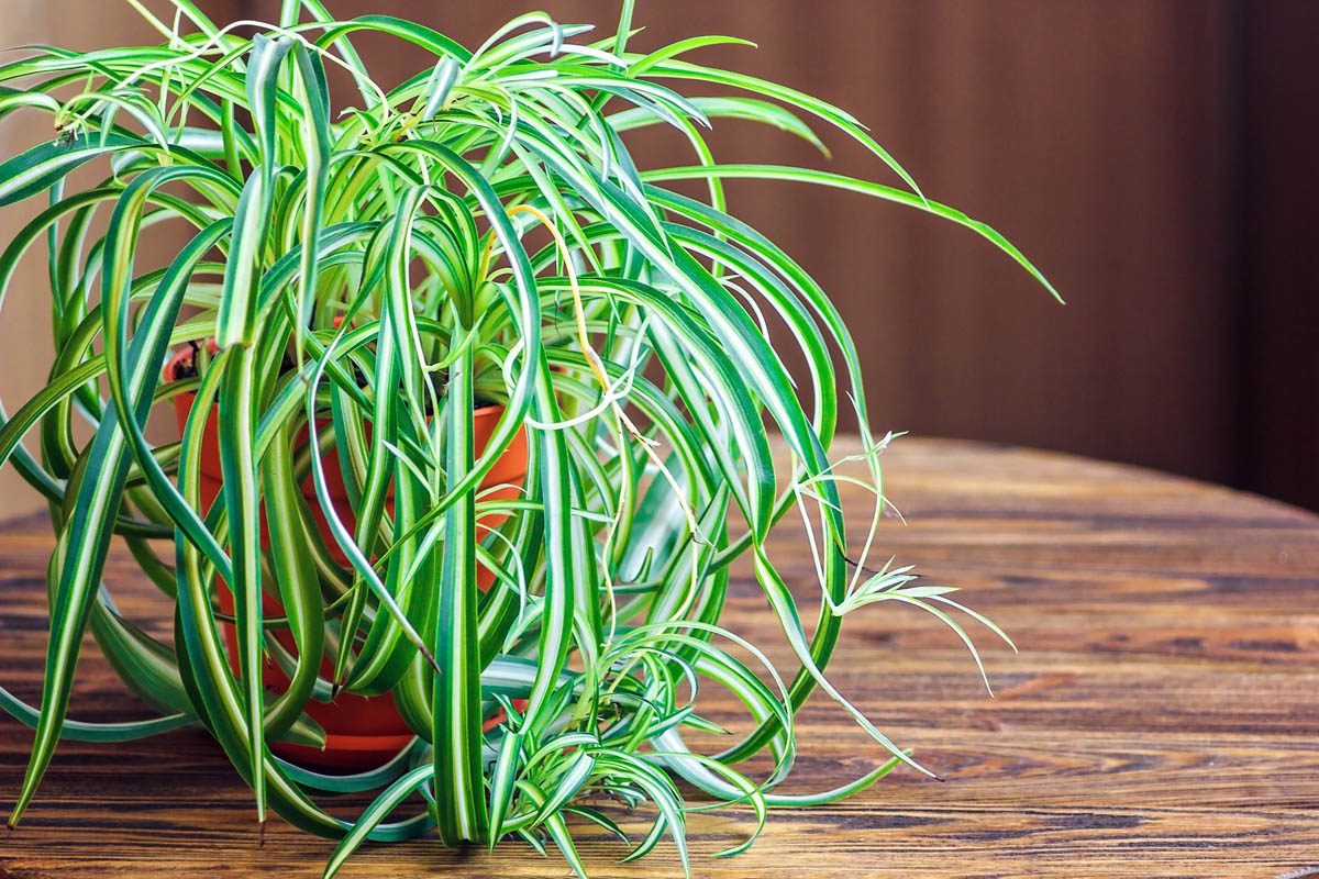 What is spider plant?