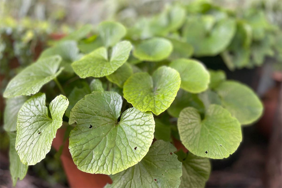 Home grown wasabi plants