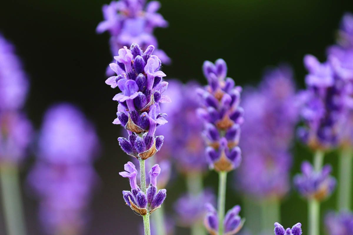 Which type of lavender to grow?