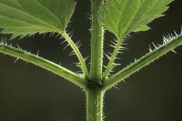 Why do nettles sting so much?