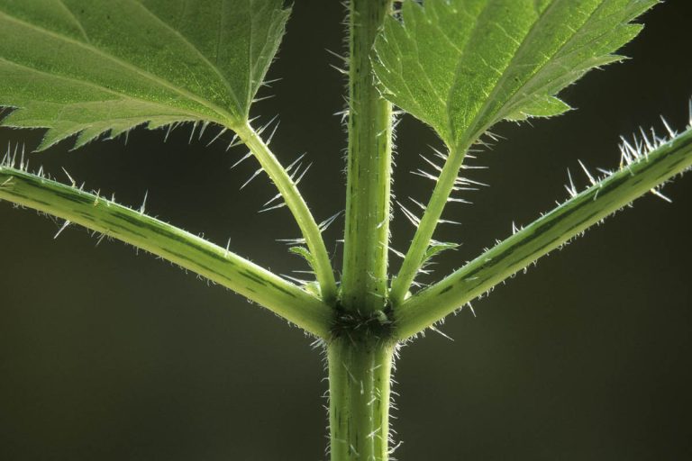 Why Do Nettles Sting? BotanyWorld