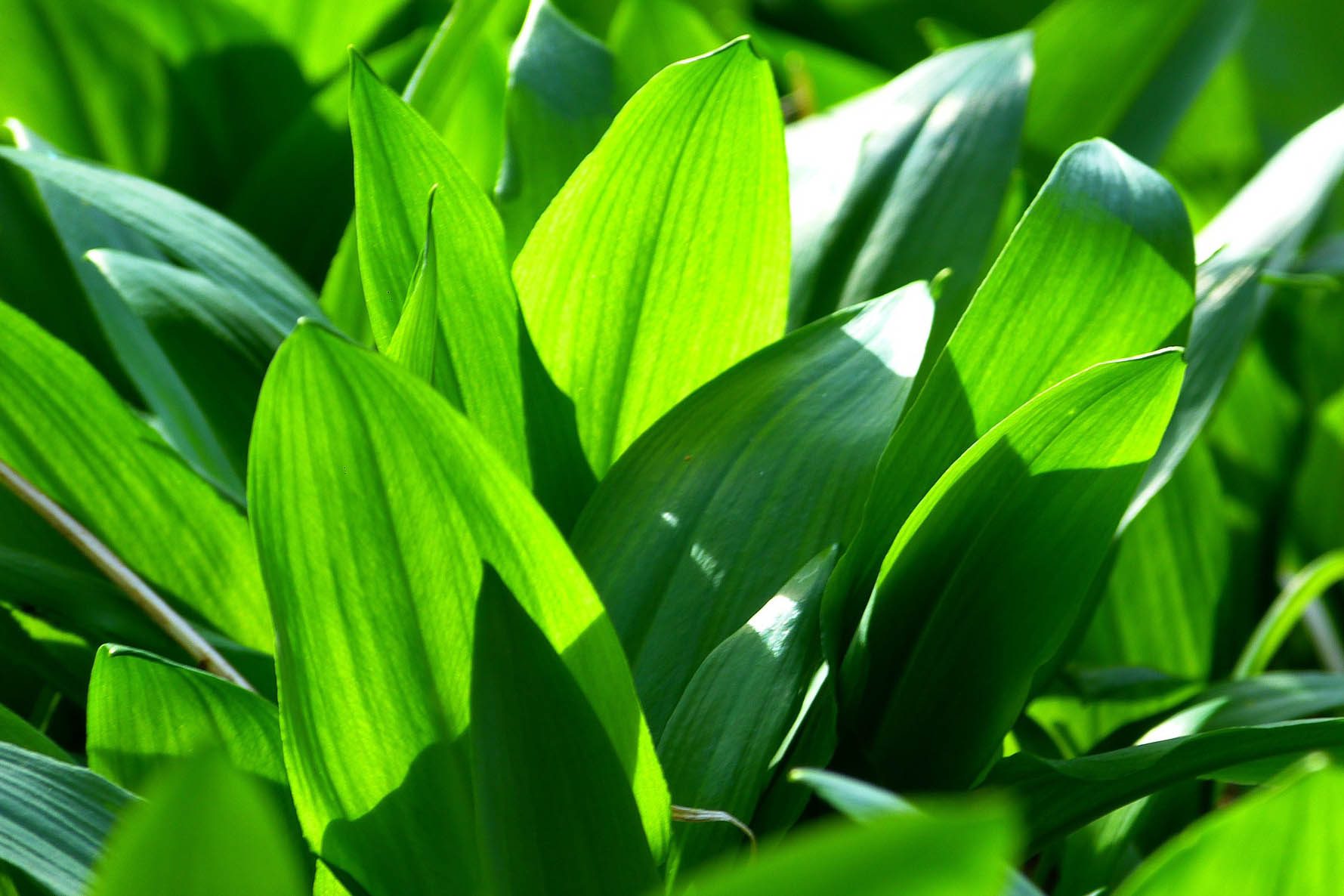 Wild garlic leaves