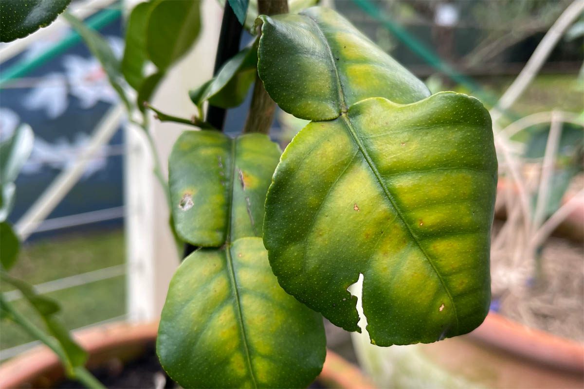 Yellowing leaves