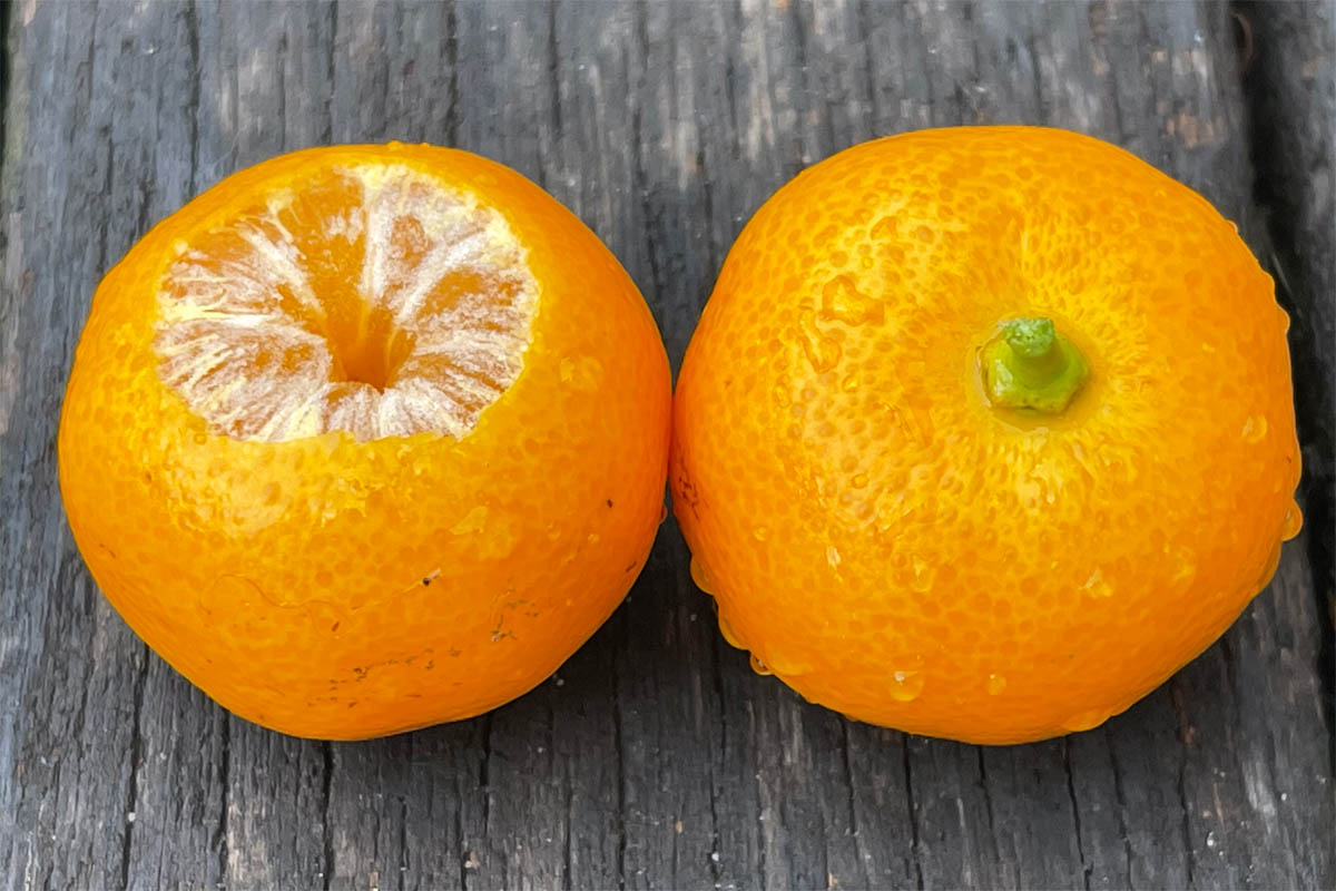 Calamondin fruit