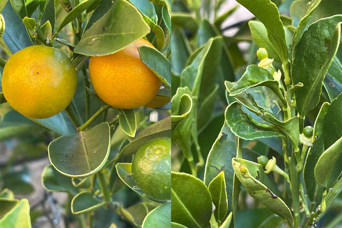 Calamondin