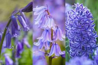 What is the difference between bluebells and hyacinth?