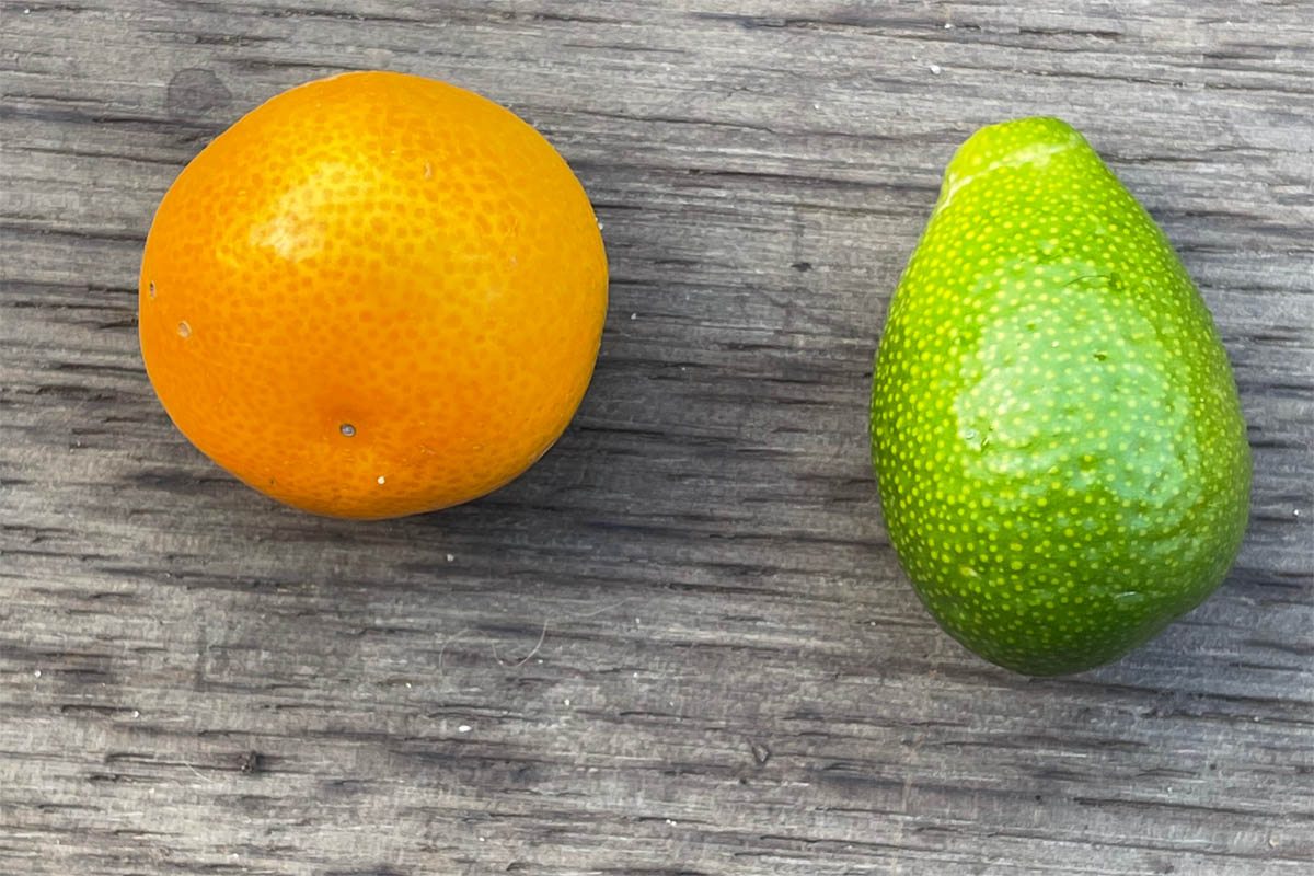 Difference between calamondin and kumquat