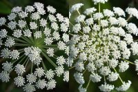 What is the difference between water hemlock and Queen Anne's lace