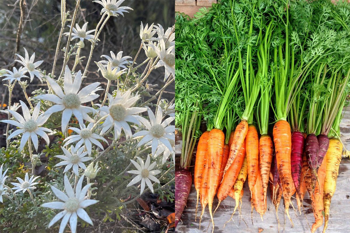 Flannel flowers and carrots