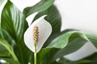 Is Peace Lily (Spathiphyllum) Toxic to Cats?