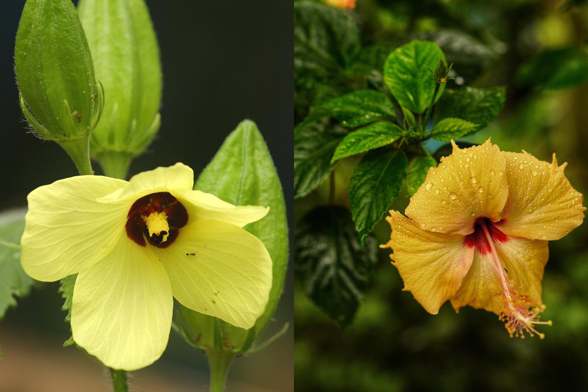 Okra and hibiscus