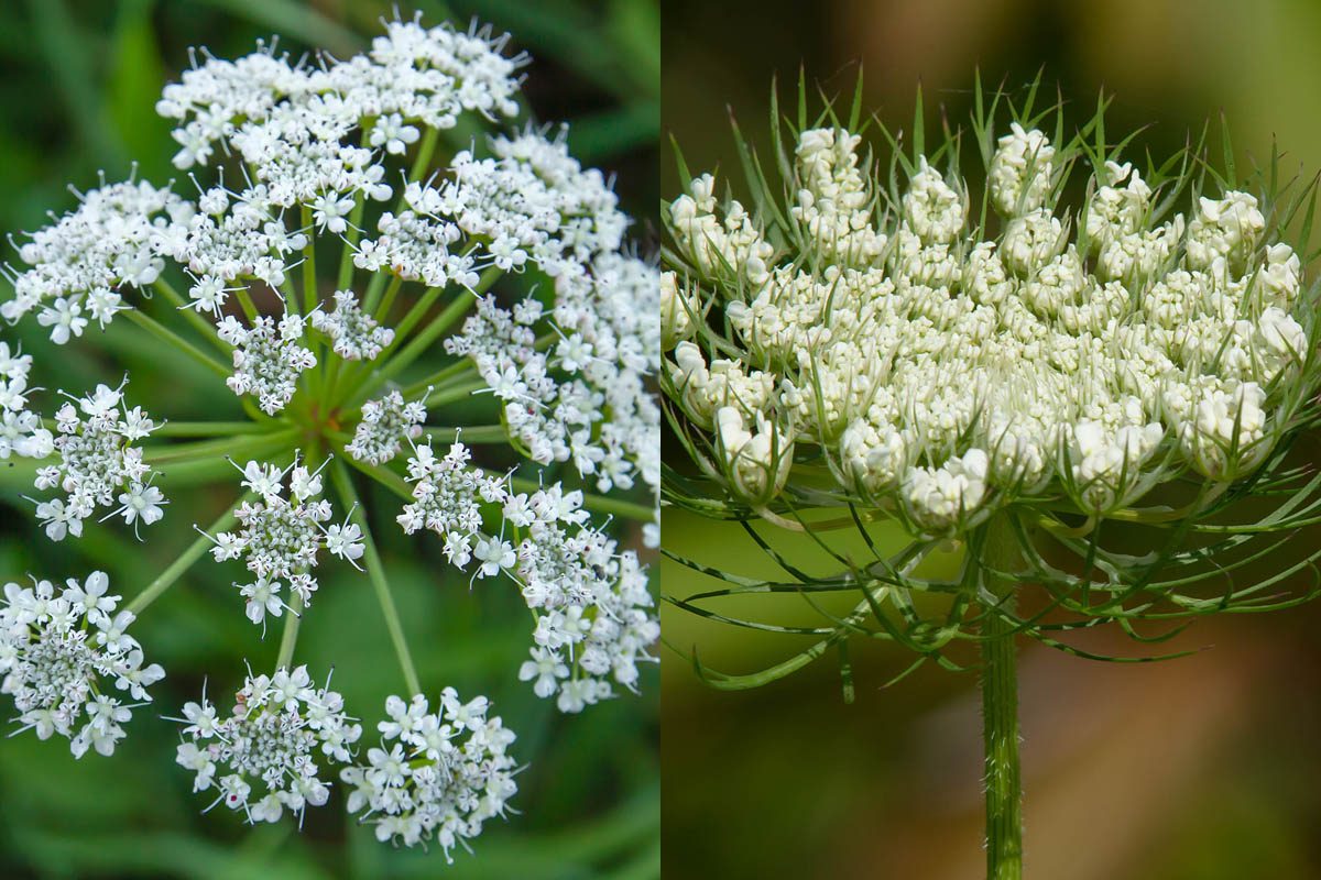 Poison hemlock vs Queen Anne's lace flowers