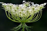 Poison Hemlock vs Queen Anne's Lace: What is the Difference?