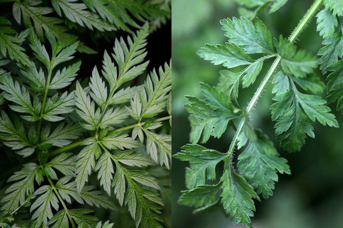 Poison hemlock vs Queen Anne's lace leaves