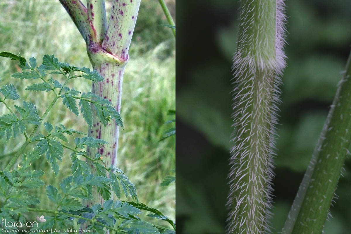 Poison hemlock vs Queen Anne's lace stem