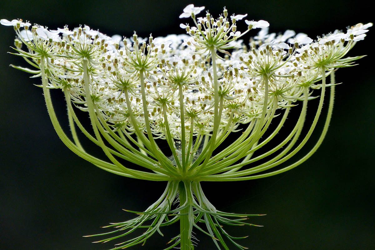 What is the difference between poison hemlock and Queen Anne's lace?