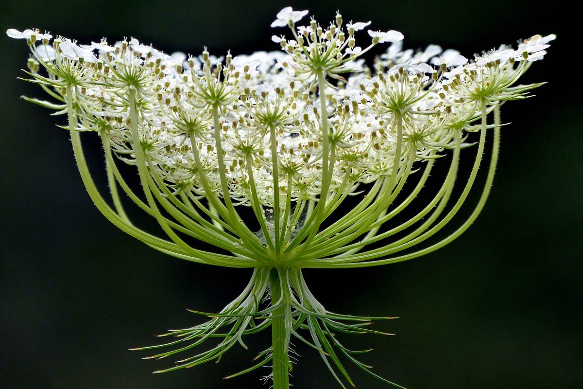 Queen Anne's lace