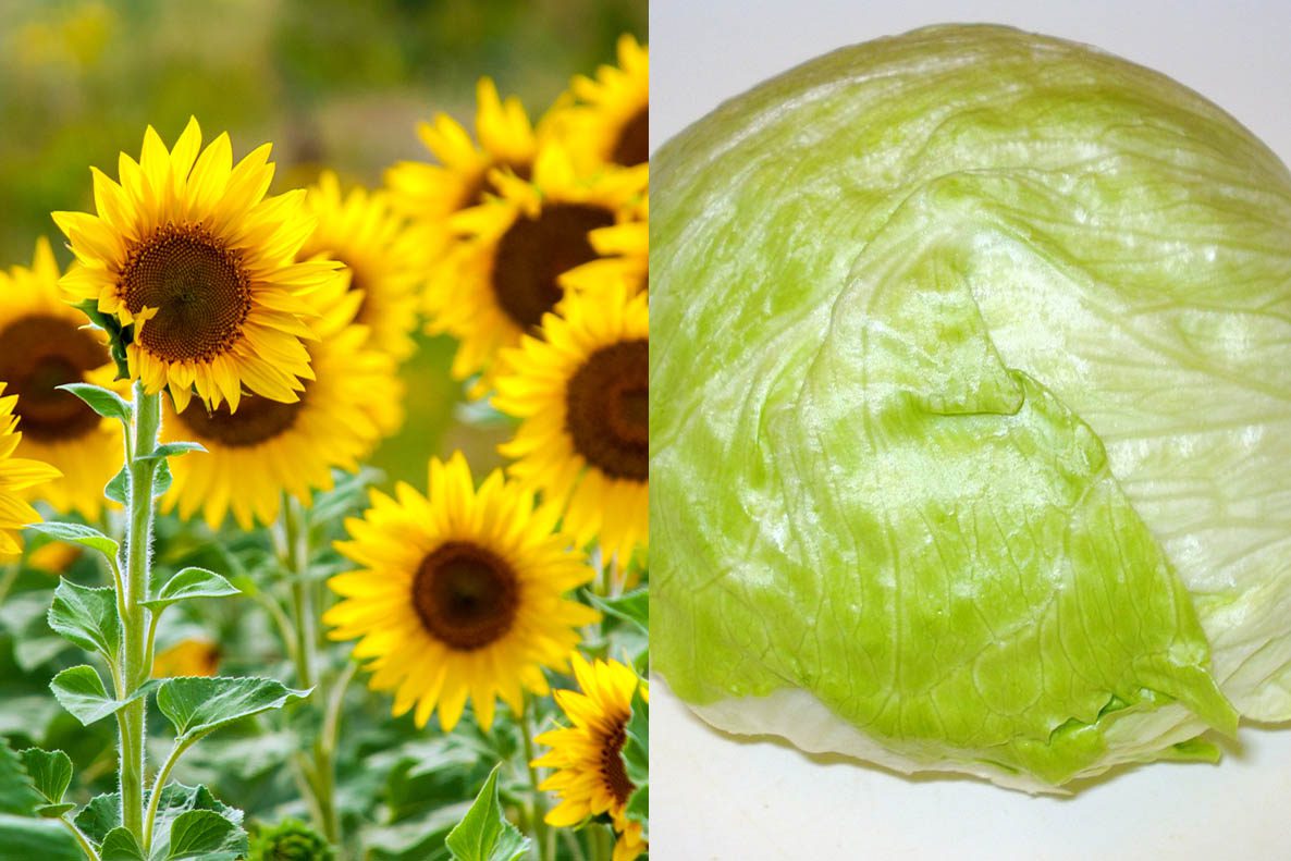 Sunflower and lettuce