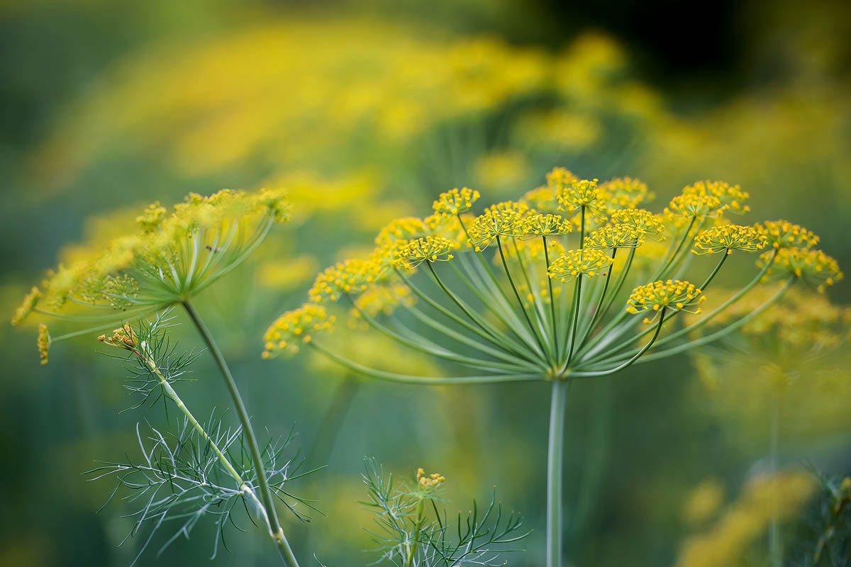 Types of inflorescence