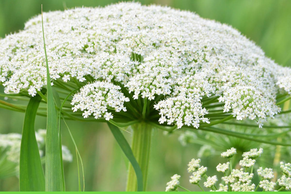 Water hemlock