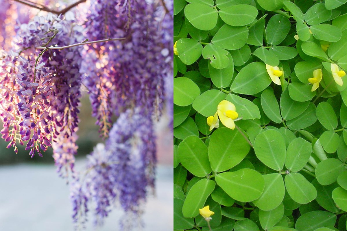 Wisteria and peanut