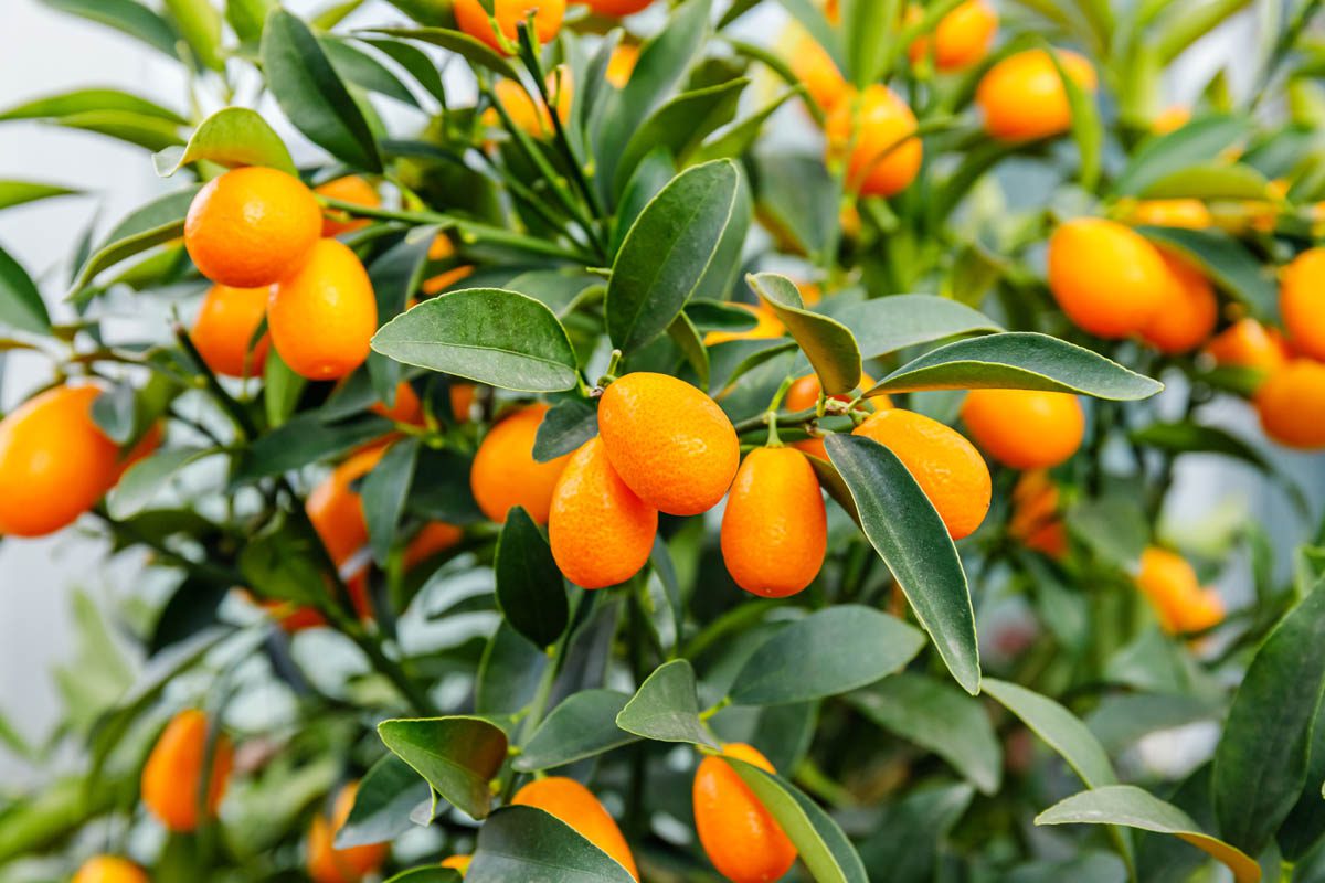Complete guide to growing citrus
