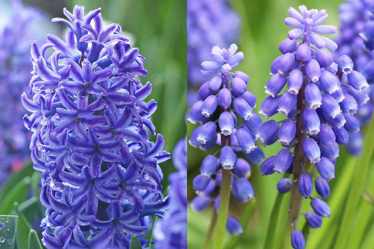 What is the difference between hyacinth and grape hyacinth?