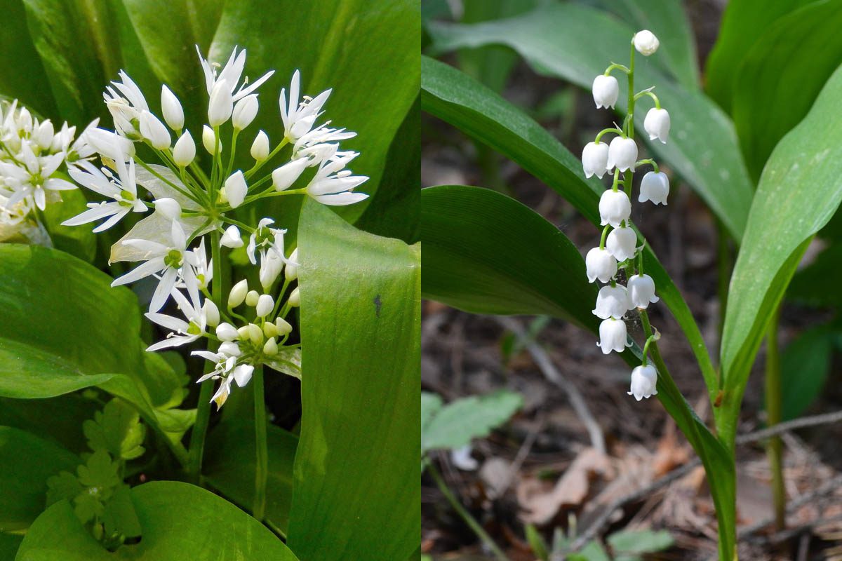 Difference between wild garlic and lily of the valley