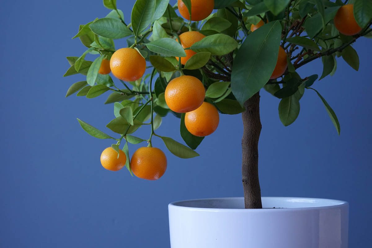 Dwarf vs full size citrus tree