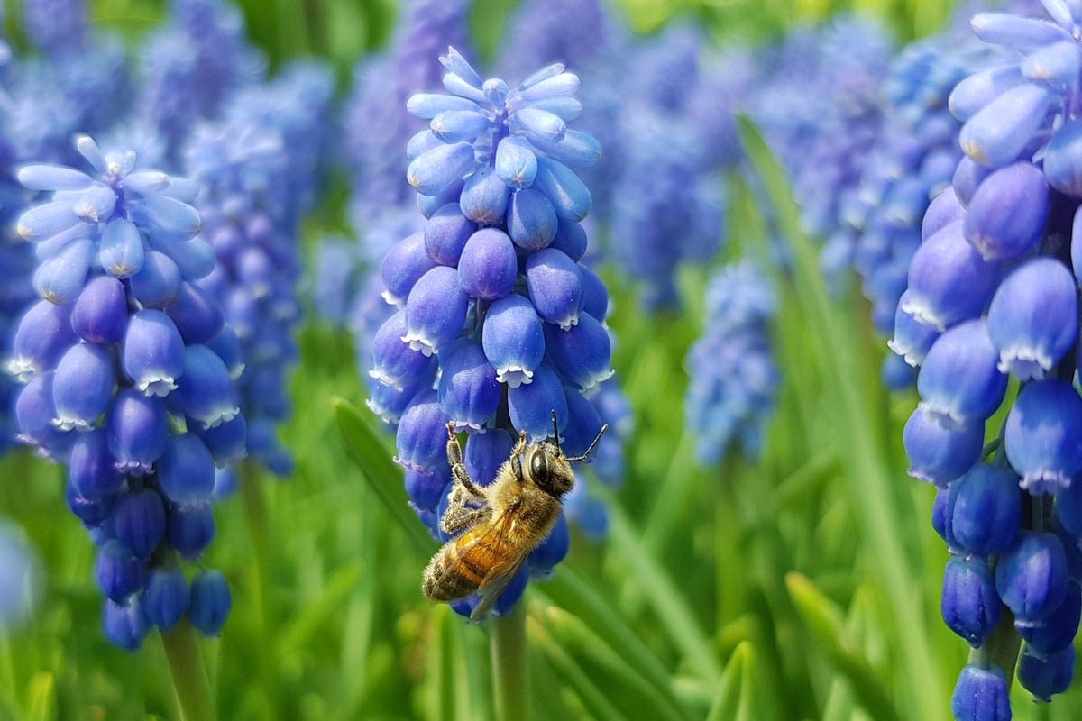 Grape hyacinth