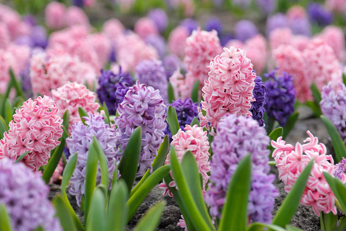 Hyacinths