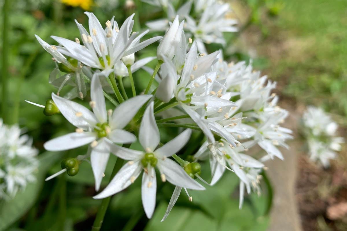 Wild garlic seed pod