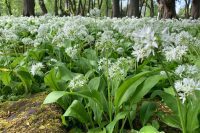Wild Garlic: The Forager's Favorite Spring Herb