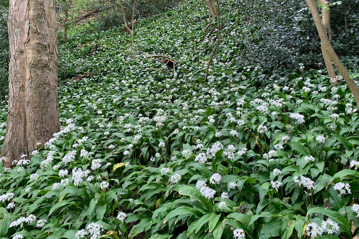 Wild garlic