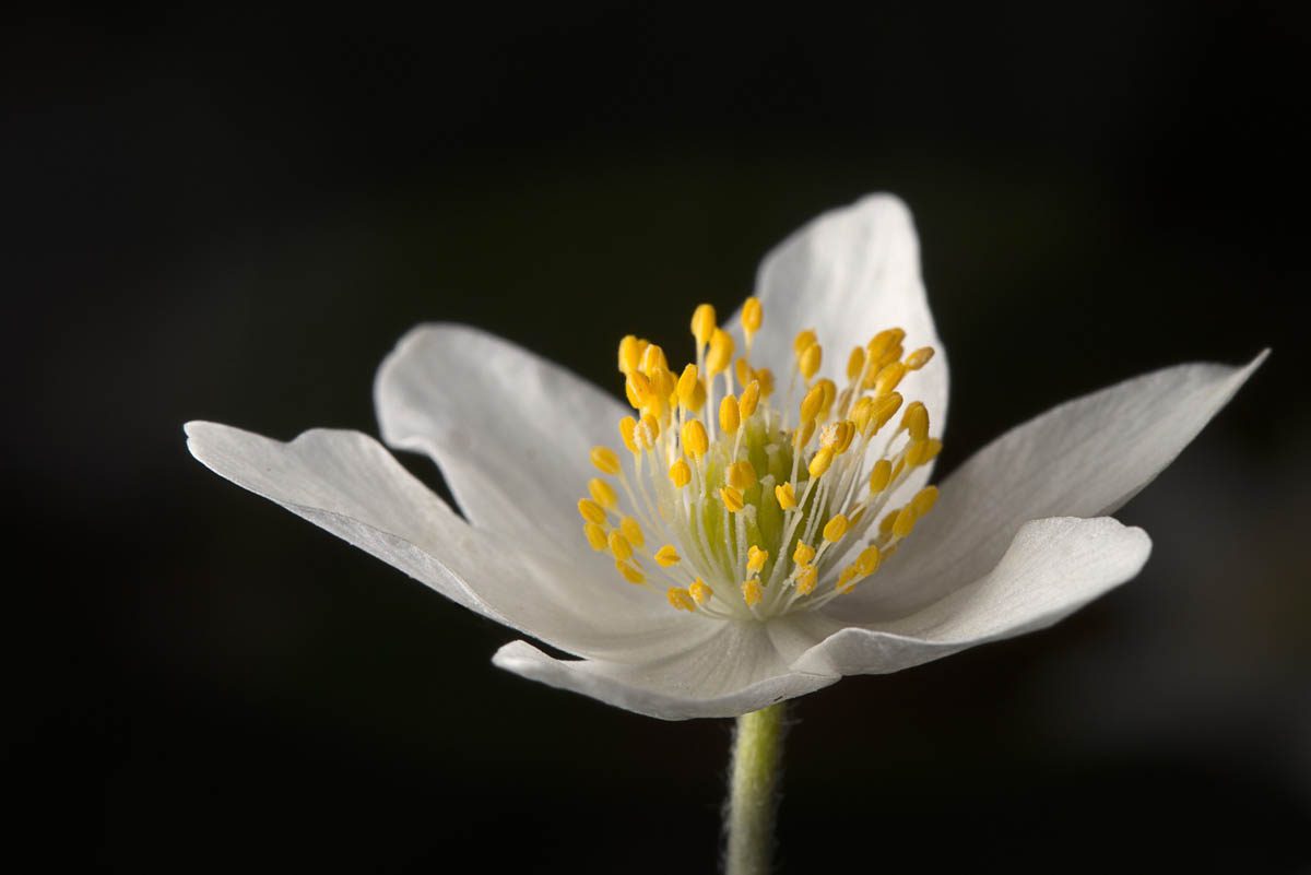 Wood anemone at a glance